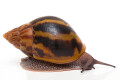 Achatina achatina achatina Ghana typ 1e semiadult, 9,2cm